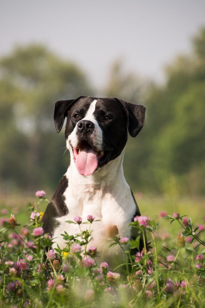 dog, pet, canine, animal, fur, snout, mammal, nature, dog portrait, animal world