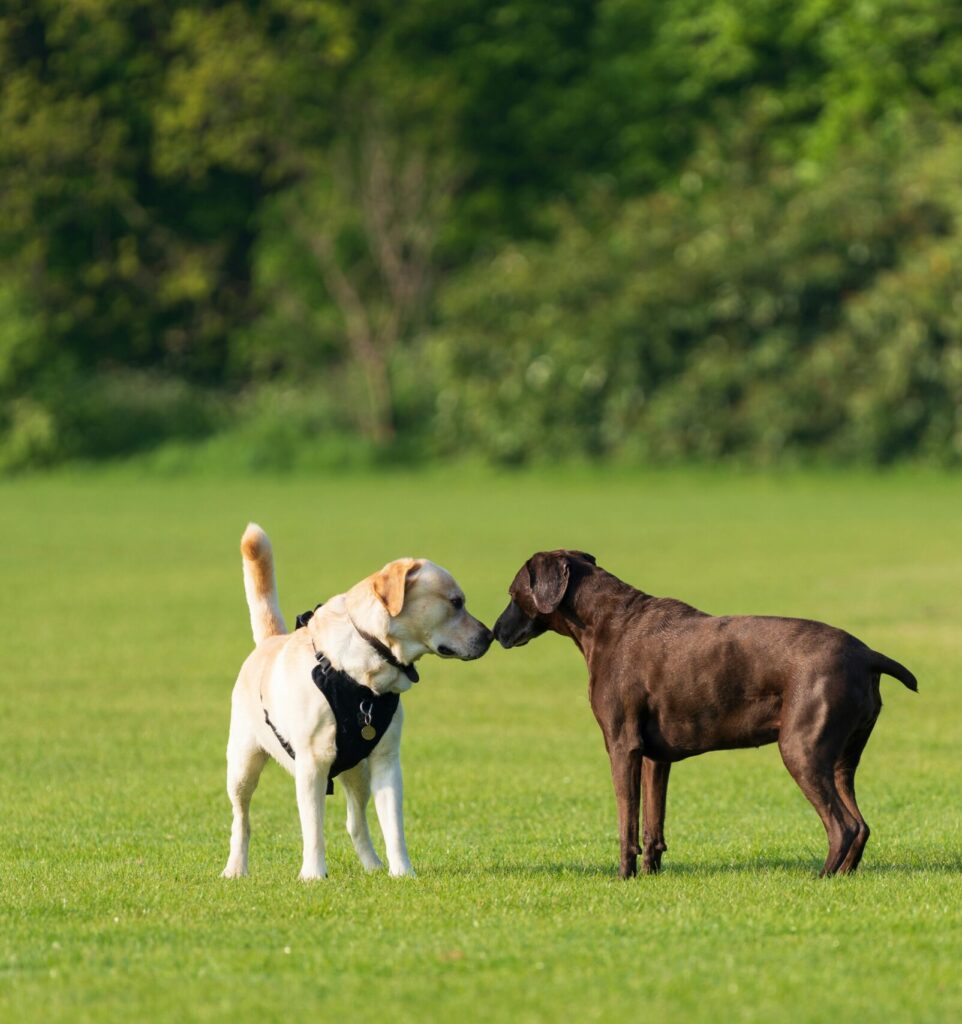 Two labrador retrievers, yellow and chocolate, greet on a sunny park day.